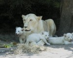 Tres cachorros de león son las nueva atracción del Zoo.